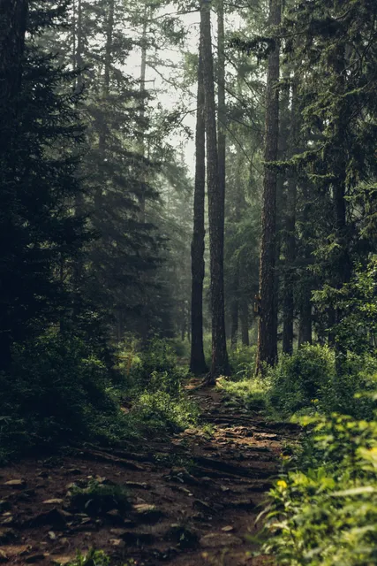 Newlands Forest